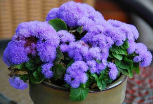 Cara menanam ageratum dengan betul