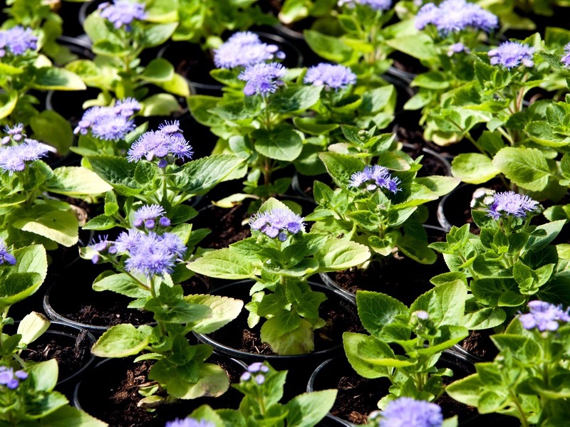 Ageratum di atas katil bunga