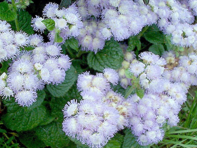 Nama abadi Ageratum