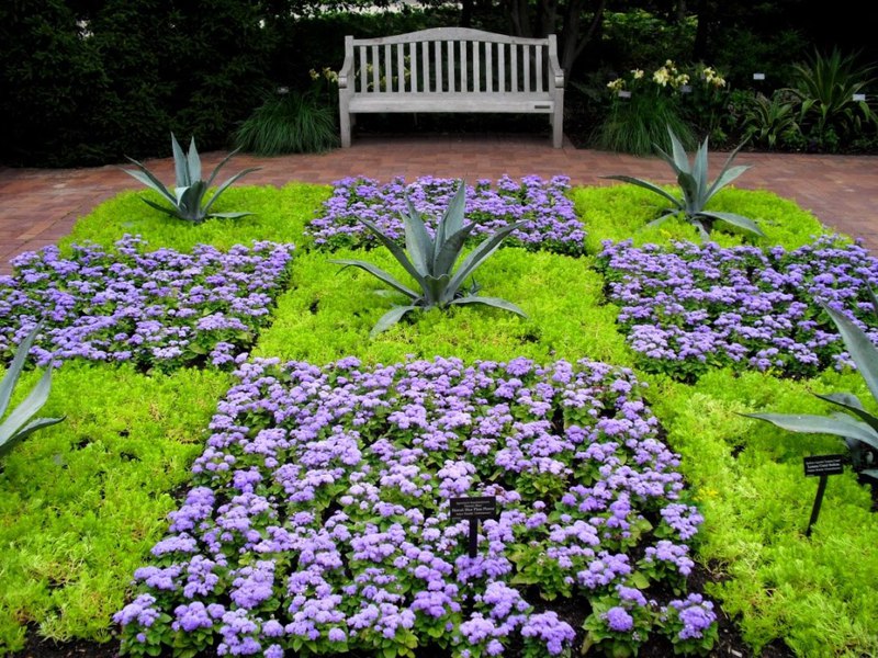 Ageratum yang mekar