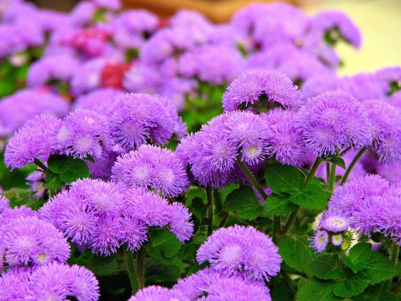 Ageratum berbunga panjang