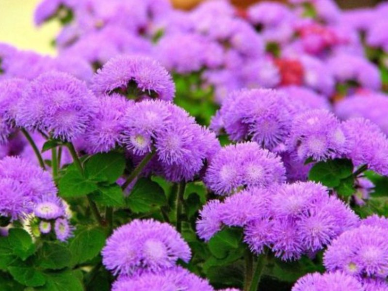 Penjagaan sederhana untuk ageratum.