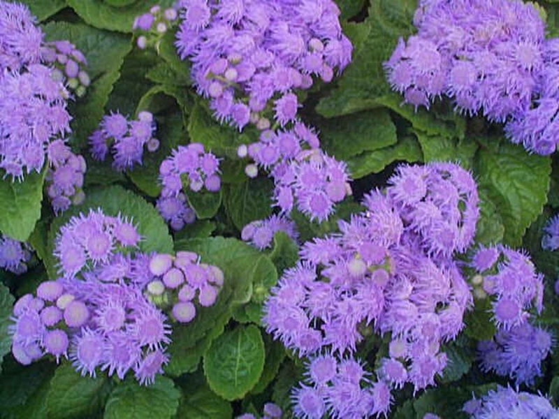 Ageratum Mexico