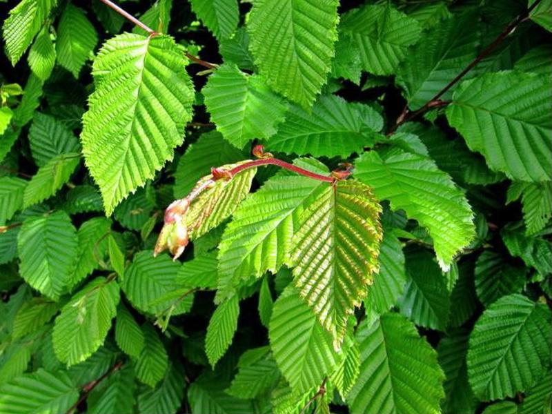 Pokok tanduk berbunga