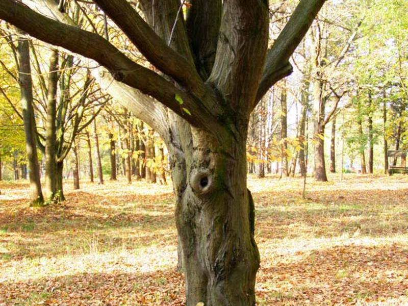 Pokok tanduk dan kayunya