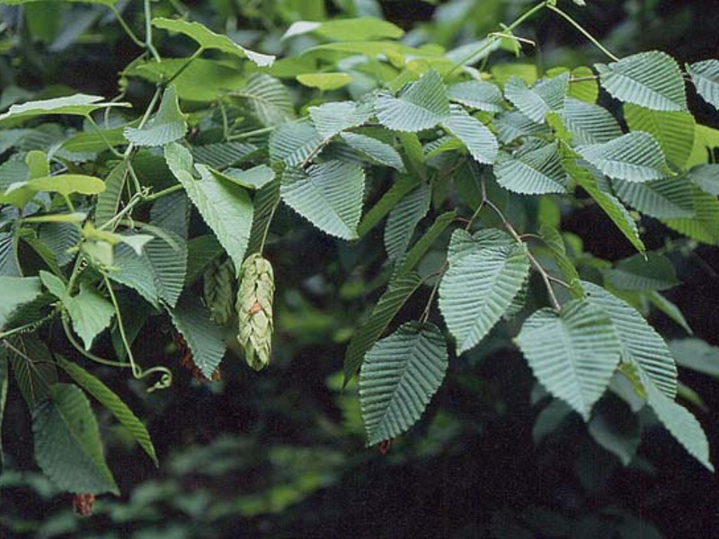 Cara-cara menanam pokok lebah