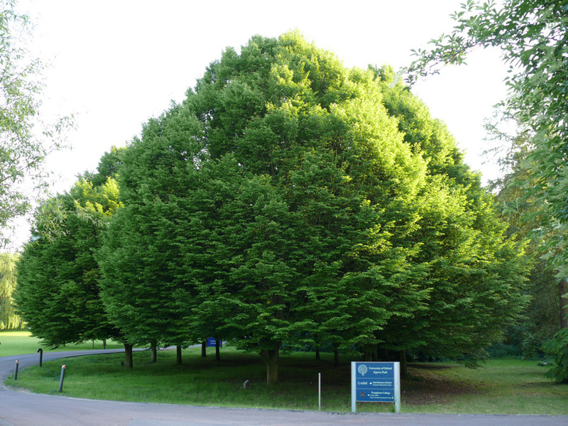 Keterangan pokok Hornbeam