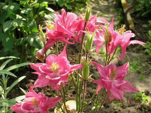 Cara menanam aquilegia