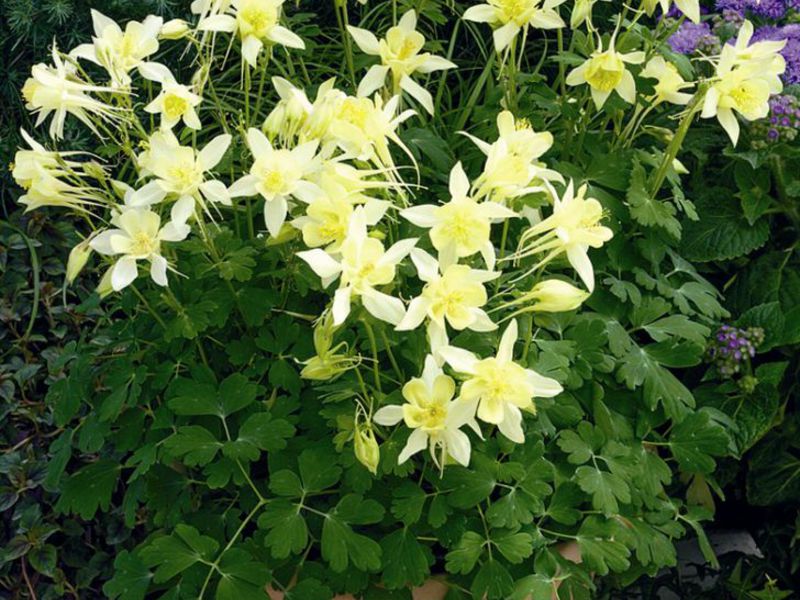 Pelbagai jenis tumbuhan Aquilegia