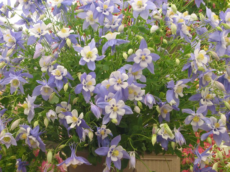 Jenis-jenis aquilegia