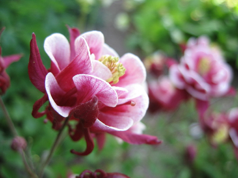 Bunga aquilegia anggun