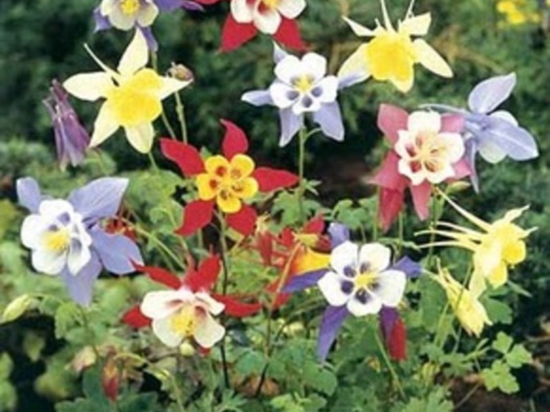 Apa keistimewaan bunga aquilegia