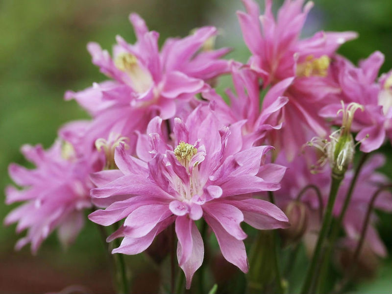 Aquilegia bunga taman