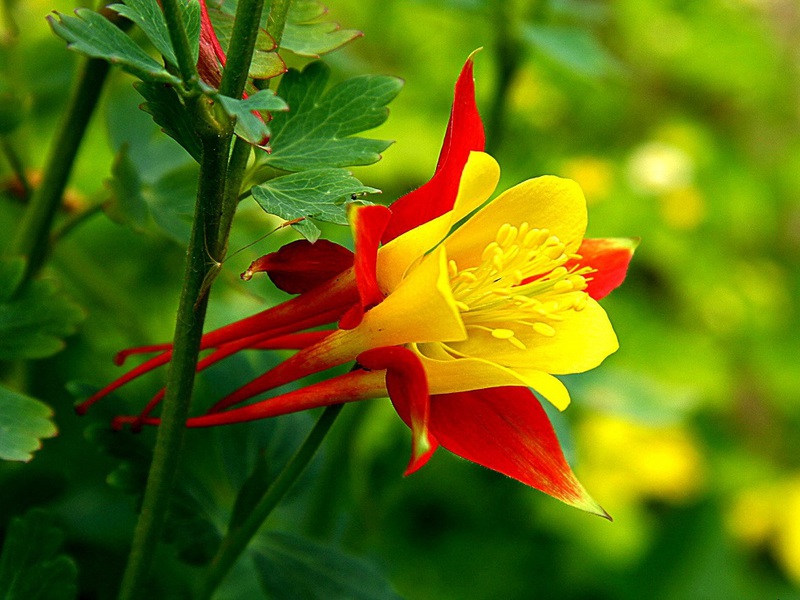 Aquilegia yang semakin meningkat