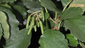 Mengapa pokok alder dihargai