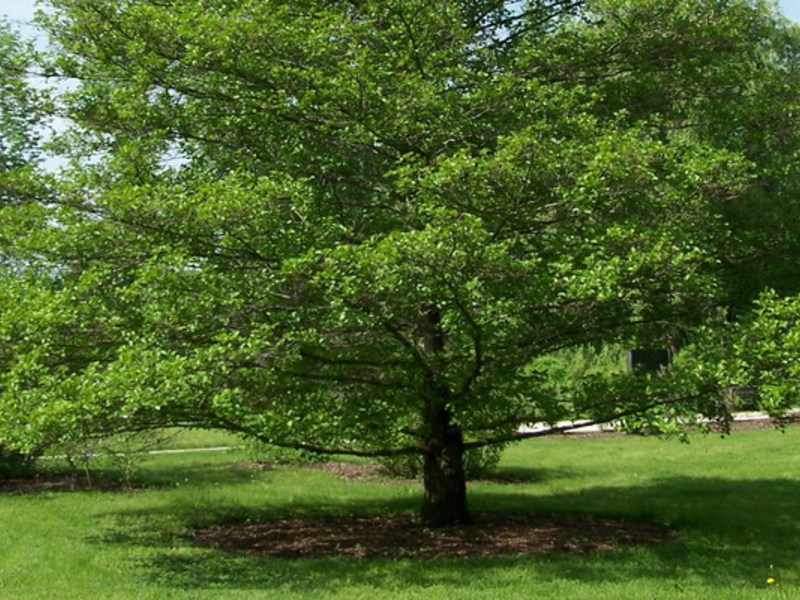 Alder hitam atau melekit