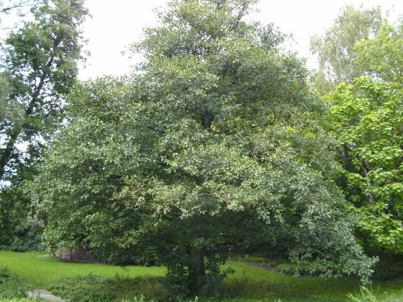 Cara menanam pokok alder