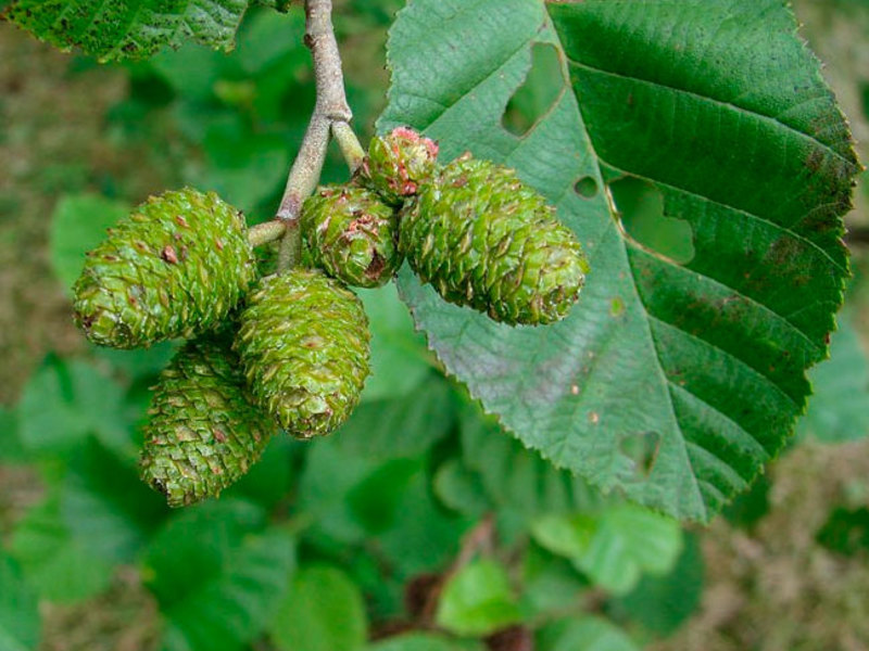 Alder tunas dan daun