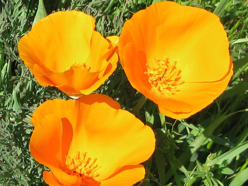 Escholzia berbunga