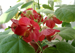 Penerangan bunga Abutilon