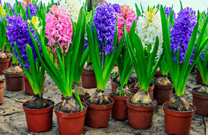 Mentol paksa hyacinth