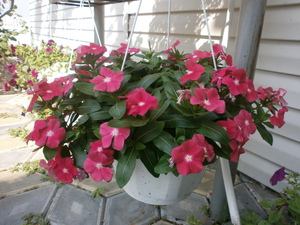 Menyemai biji catharanthus