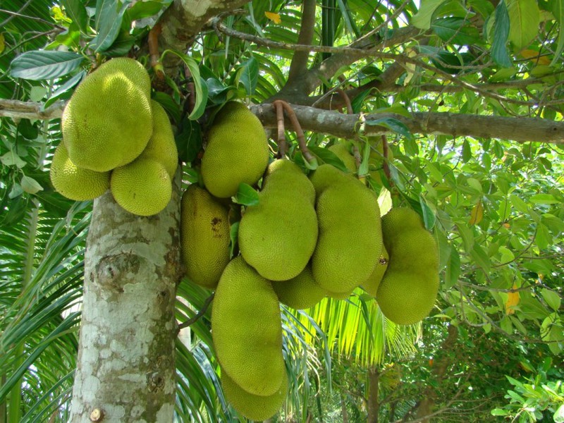 Kemunculan buah sukun