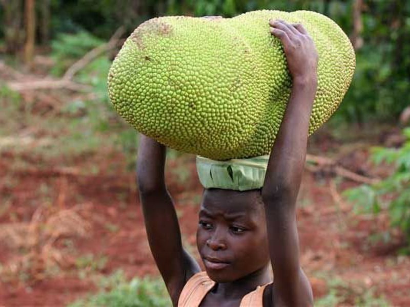 Buah nangka atau sukun