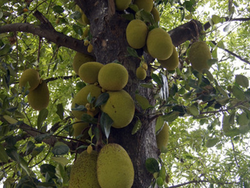 Bagaimana pokok sukun berbuah