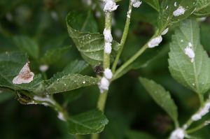 Mealybug pada tanaman rumah