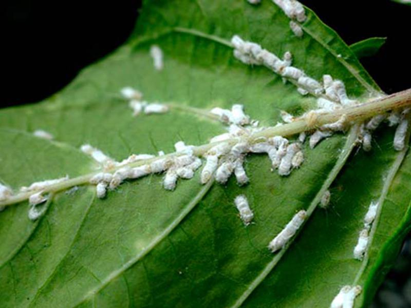 Kawalan Mealybug