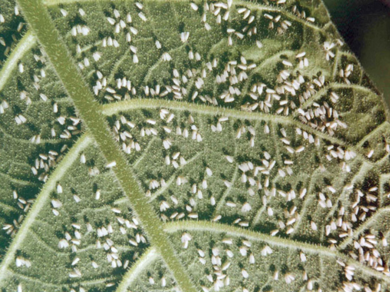 Kawalan Mealybug