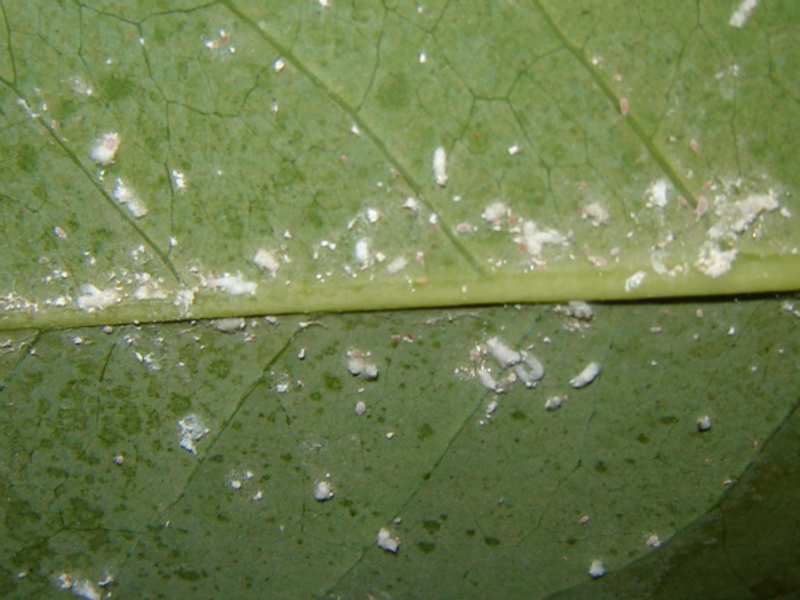 Cacing betina di bahagian belakang daun