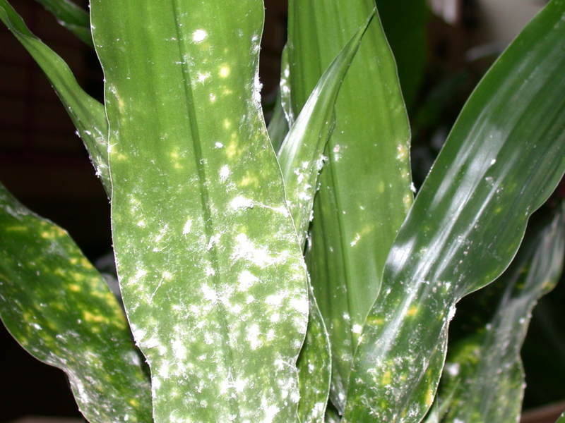 Mealybug dan bagaimana menanganinya