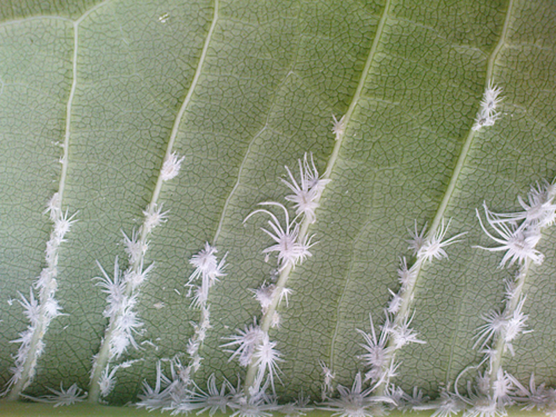 Kawalan Mealybug