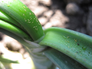 Melawan thrips di rumah