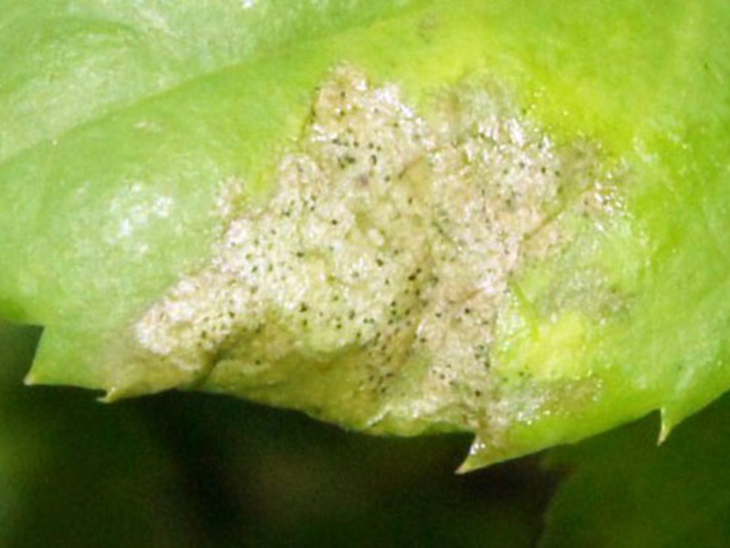 Bagaimana thrips merosakkan tanaman