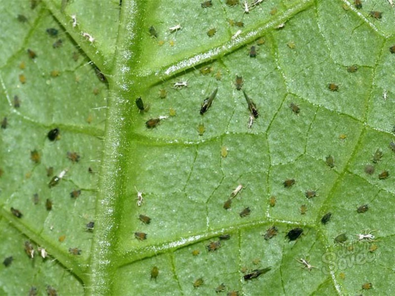 Thrips pada tanaman dalaman: rawatan