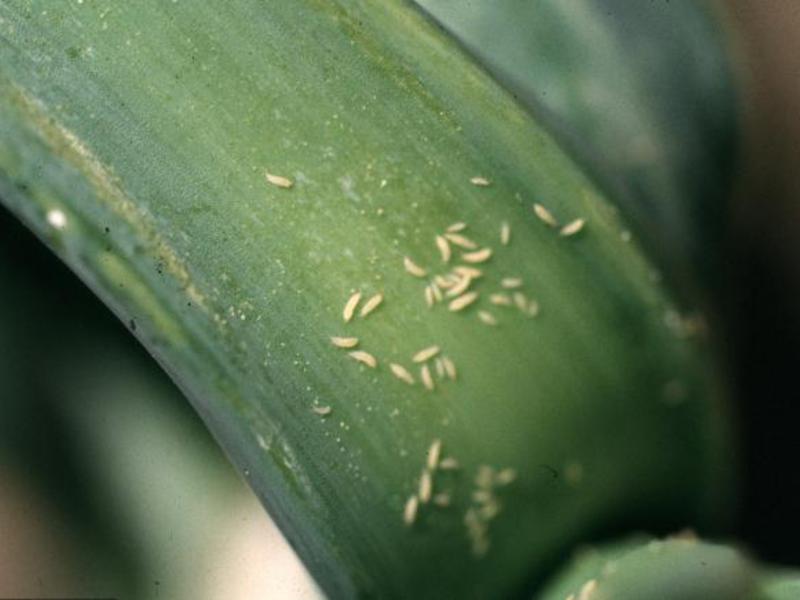 Kaedah untuk menghilangkan thrips