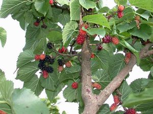 Apa khasiat perubatan yang ada pada mulberry?