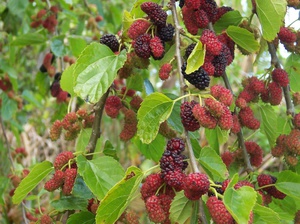 Cara menjaga pokok mulberry