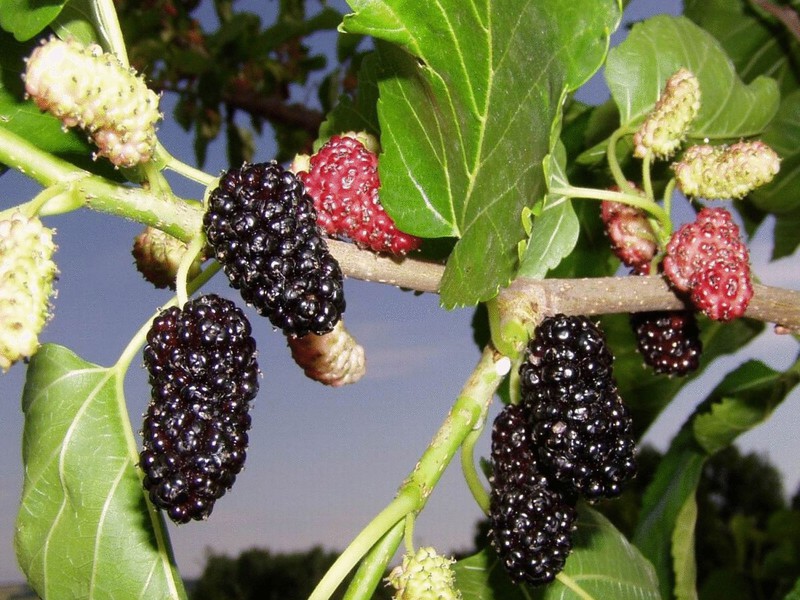 Mulberry - sifat berguna mulberry