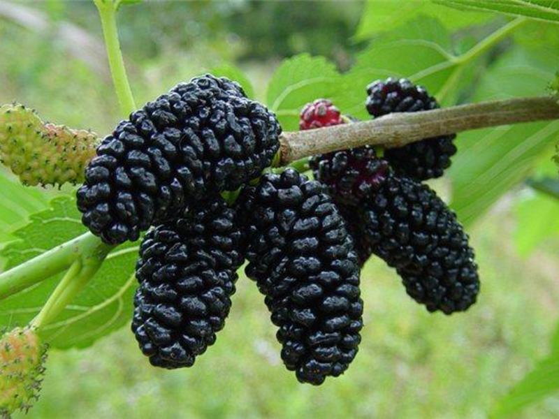 Spesies pokok mulberry