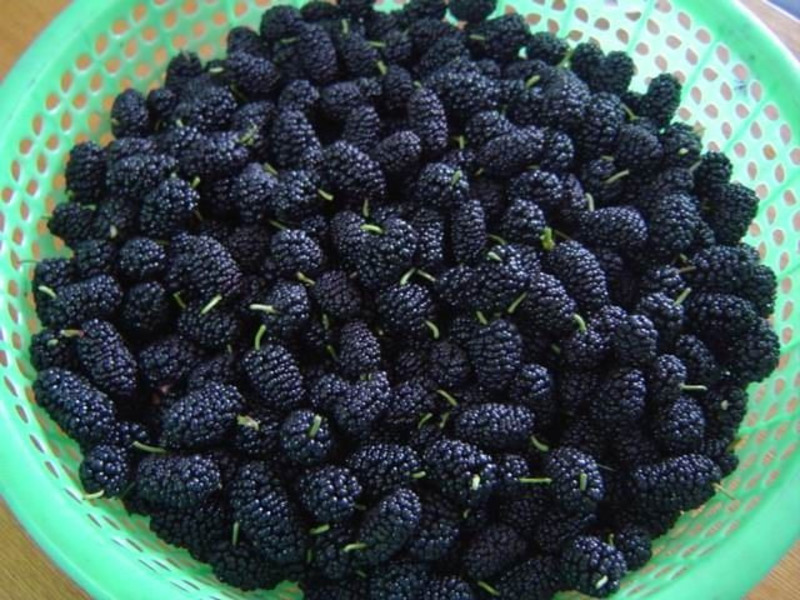 Bagaimana pokok mulberry membiak