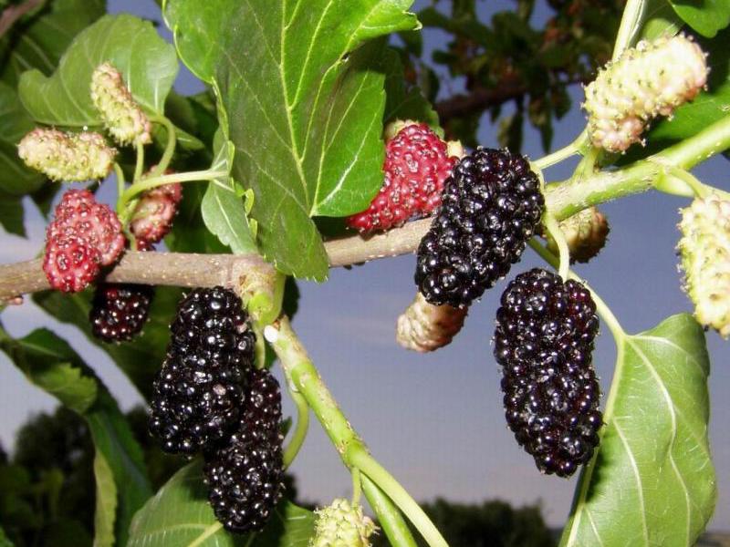 Mulberry adalah buah beri yang menarik perhatian khusus