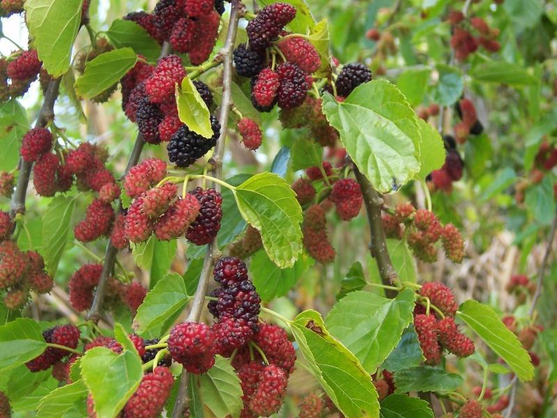 Sifat mulberry