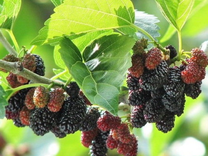 Mulberry dan jenisnya