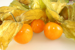 Cara menumbuhkan physalis