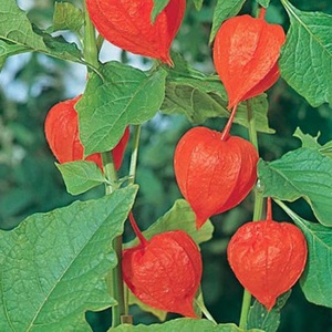 Cara menumbuhkan physalis