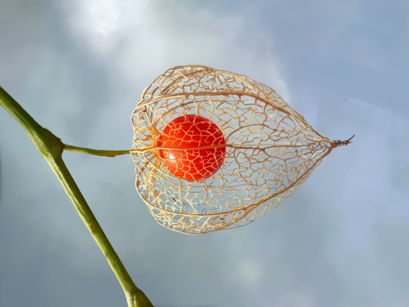 Varieti Physalis